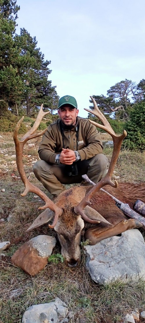 imagen de CIERVO IBERICO EN EL PIRINEO